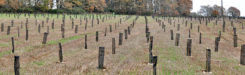 Arboretum le 14 décembre 2010