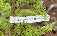 Epicea omorica