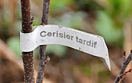 Cerisier tardif