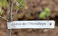 Cèdre de l’Himalaya