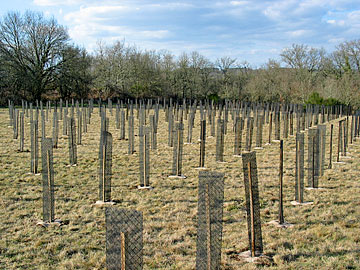 Les 400 premiers plants