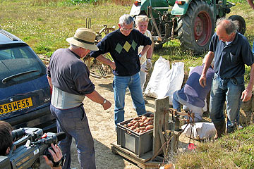 La pesée des tubercules