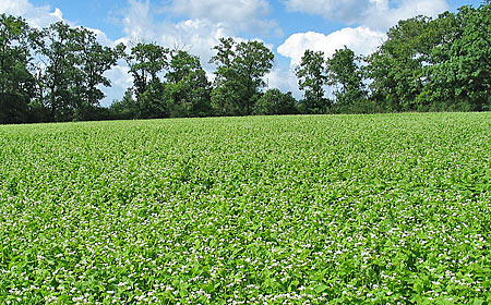 Champ de sarrasin en fleur