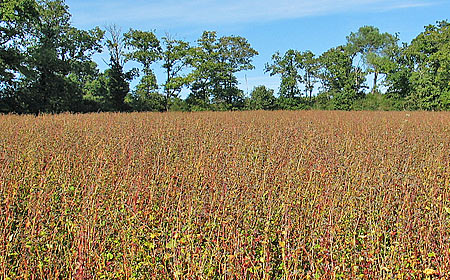 Champ de sarrasin en grain