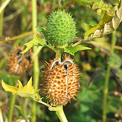 Capsules de Datura