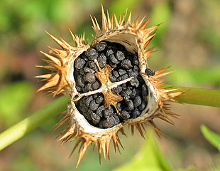 Datura en graine