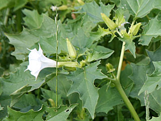 Datura en fleur