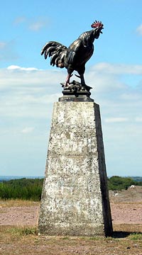 Coq de la grande bosse, tourné vers l’Est