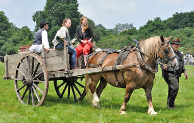 Chevaux de trait