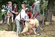 La tonte des moutons