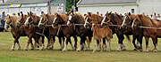 Chevaux de tait bretons, à la corde