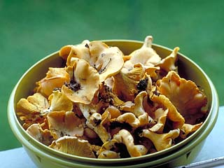 Girolles