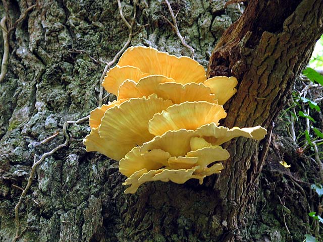 Polypore soufré