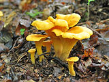 Girolles