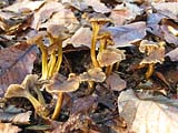 Chanterelles en tube