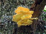 Polypore souffré