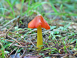 Hygrocybe conica