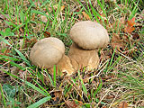 Lycoperdon pyriforme