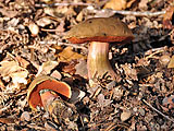 Boletus Luridus